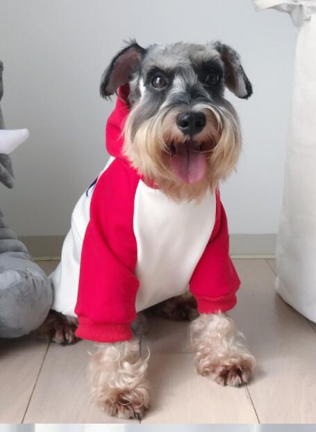 Teddy Schnauzer Puppy Winter Hoodie - The Hoodie Store